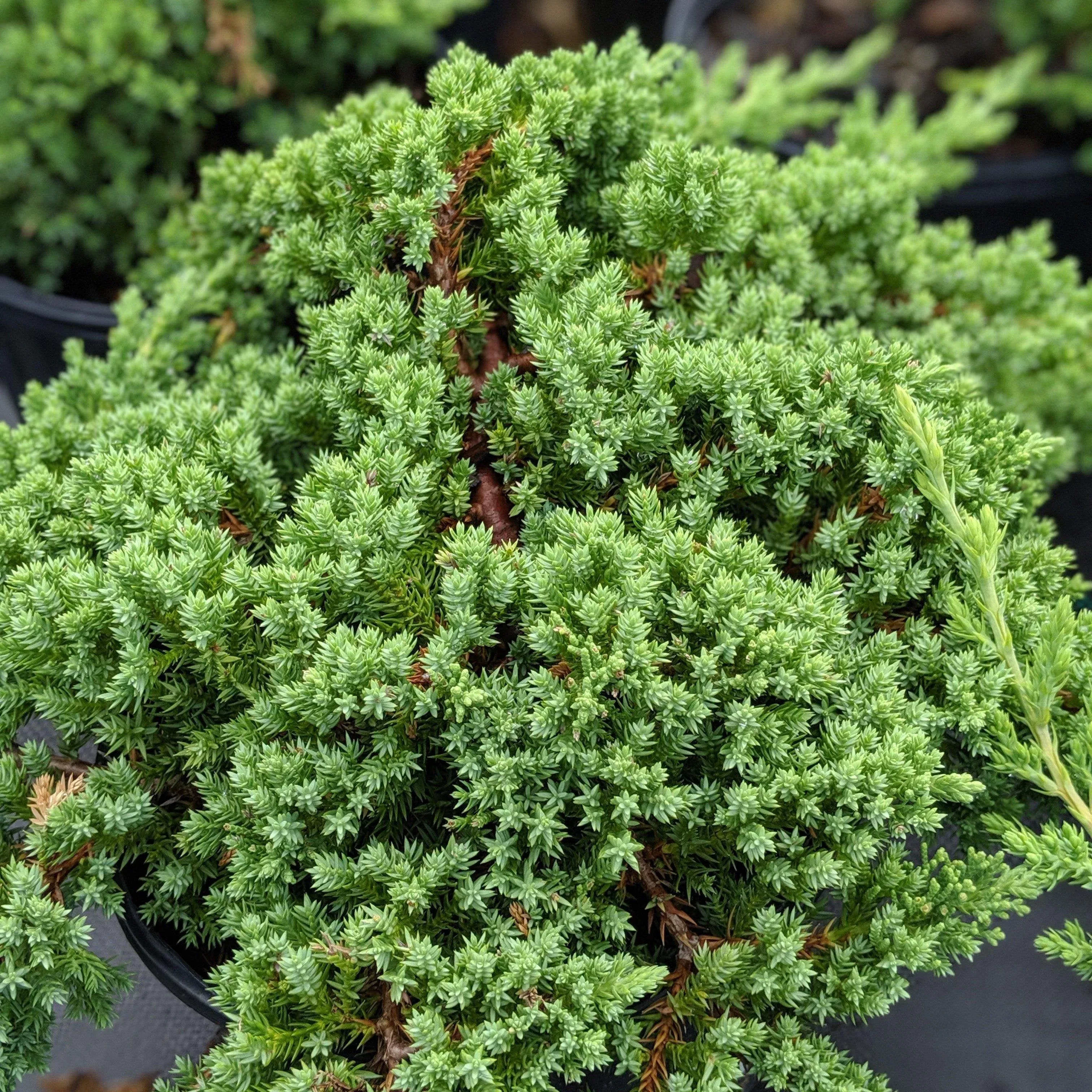 Juniperus procumbens 'Nana'- Japanese Garden Juniper