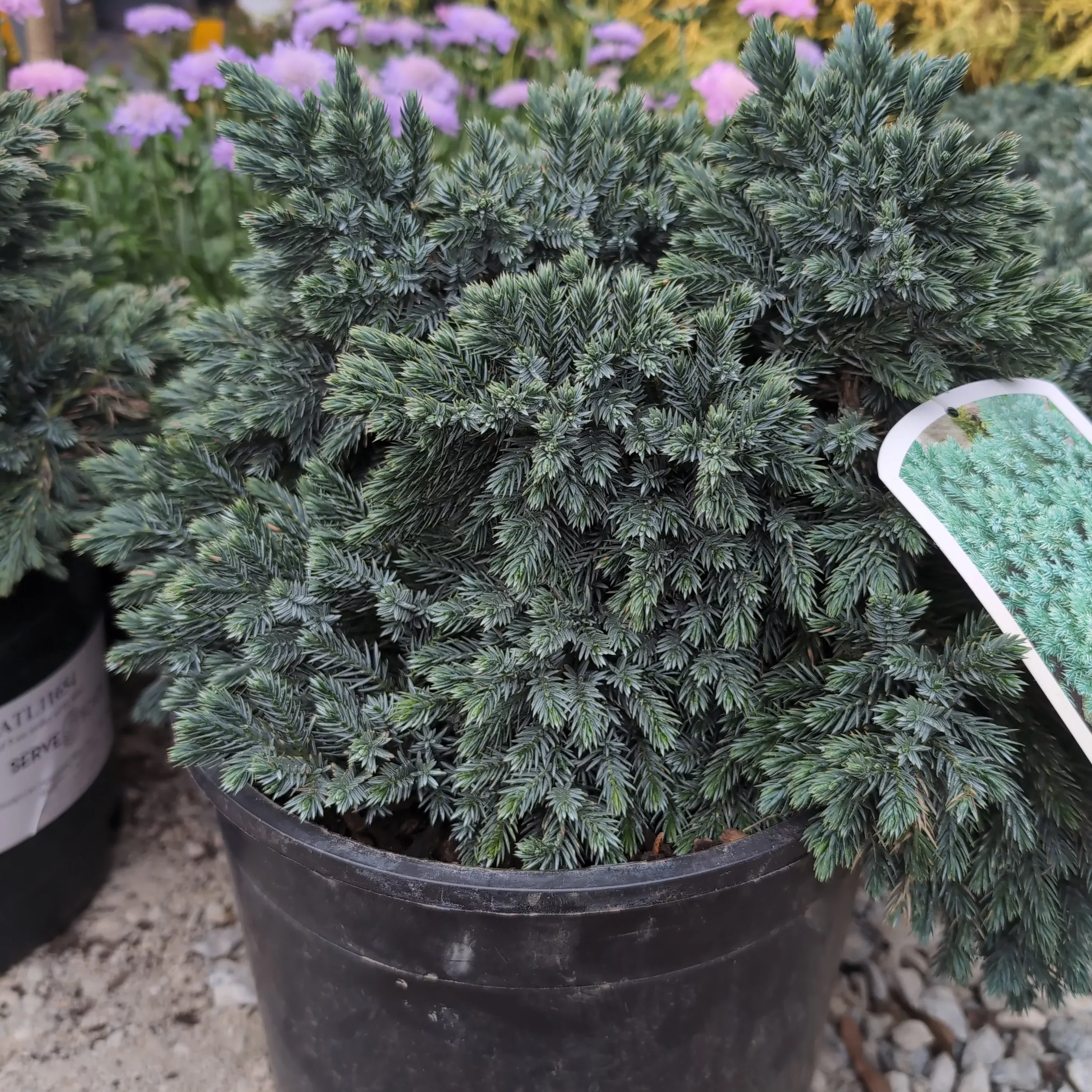 Juniperus squamata 'Blue Star'- Blue Star Juniper