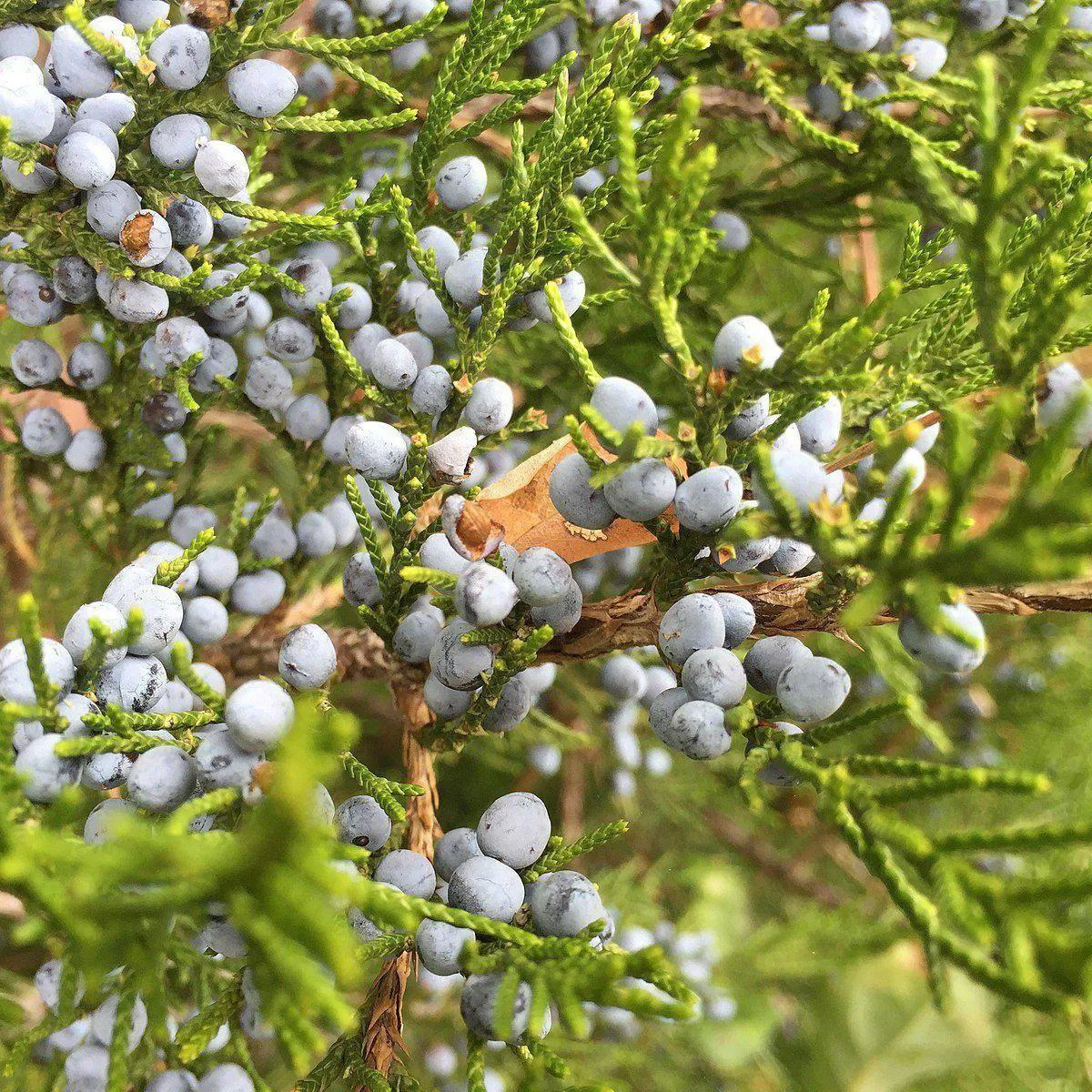 Juniperus virginiana- Eastern Red Cedar