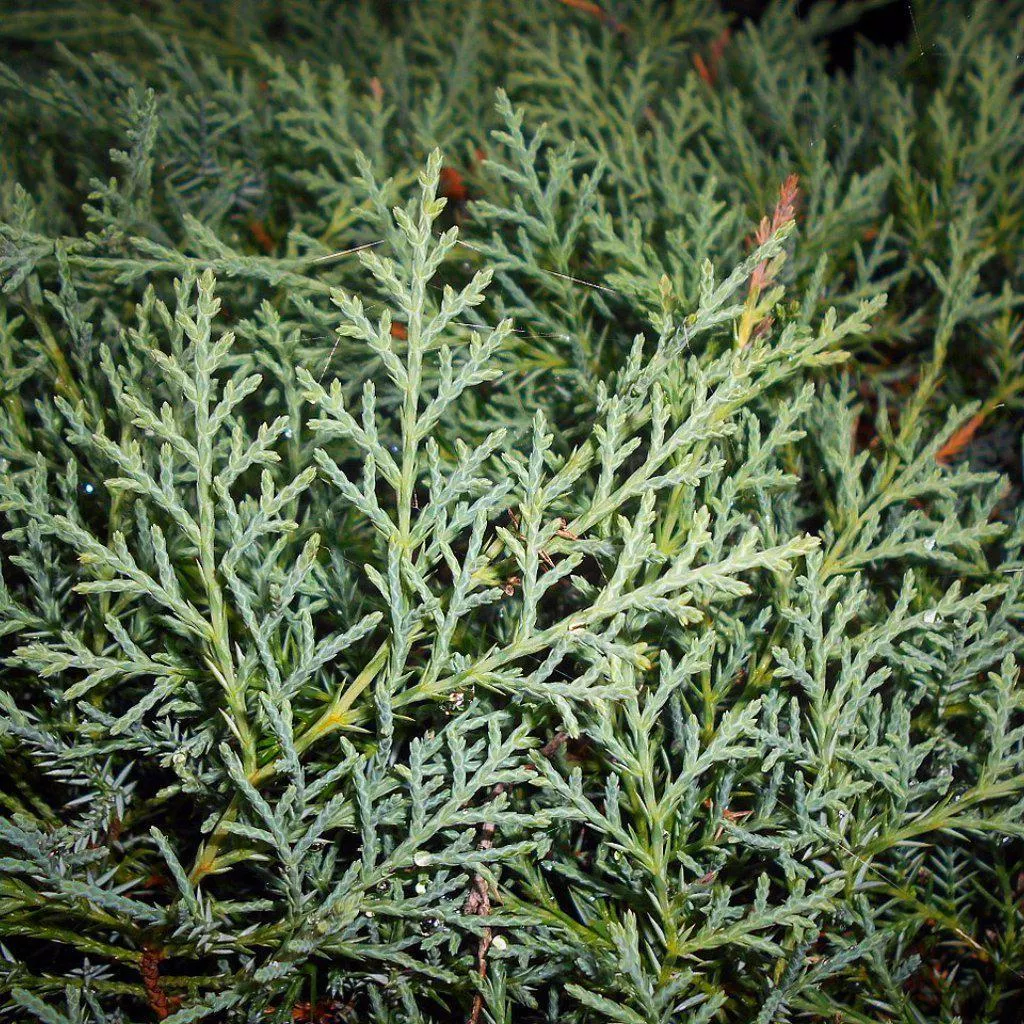 Juniperus virginiana 'Grey Owl'- Grey Owl Juniper