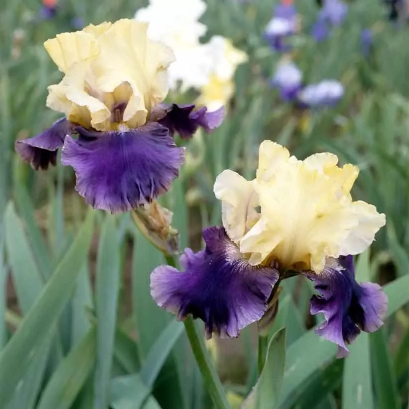 Jurassic Park Bearded Iris