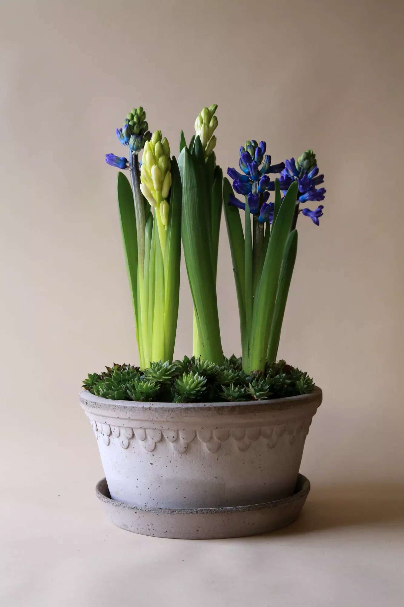 Københavner Planter