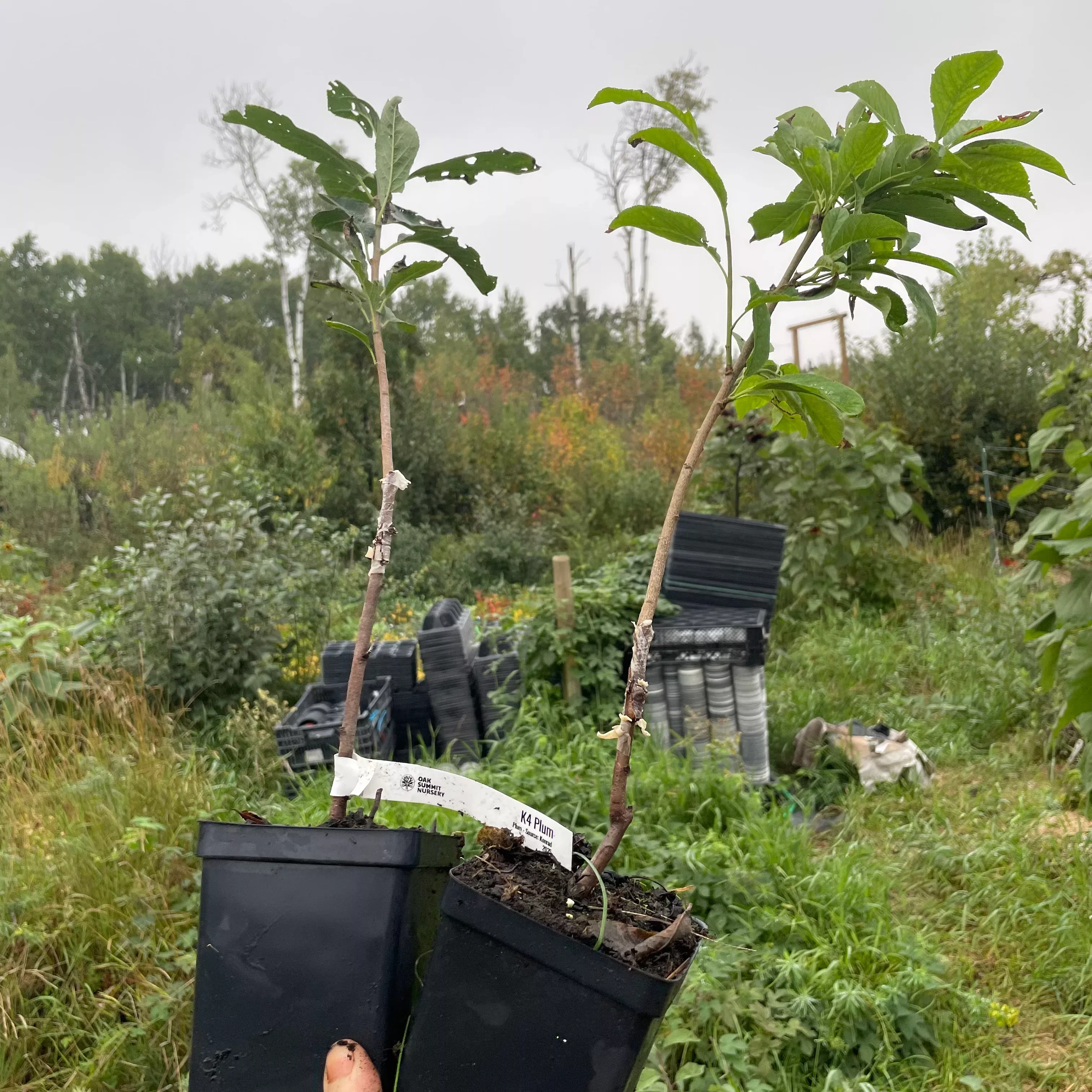 K&D Plum Tree