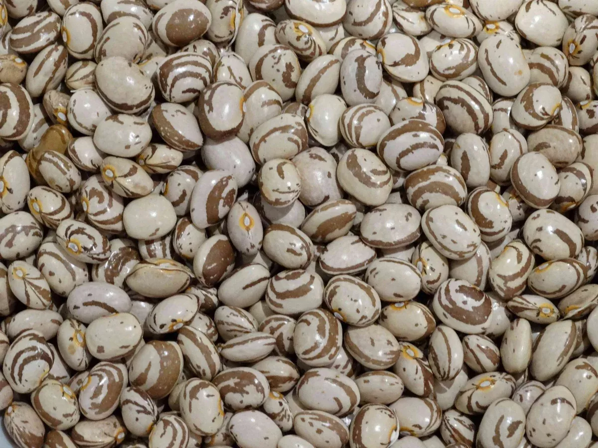 Kahnawake Mohawk Bean