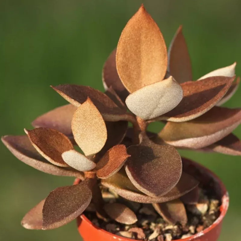Kalanchoe Orgyalis Plant Plug (Kalanchoe orgyalis) – Coppery, Spoon-Shaped Foliage for Containers or Dry Gardens.