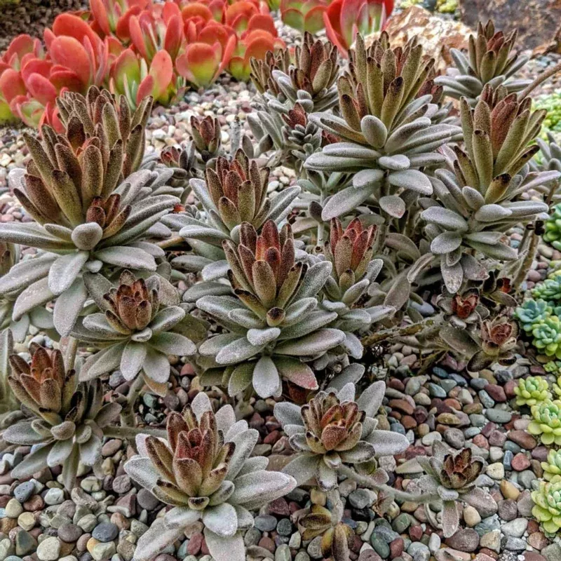 Kalanchoe Tomentosa Chocolate Soldiers Plant Plug (Kalanchoe tomentosa 'Chocolate Soldiers') – Fuzzy Leaves with Brown Edges for Containers.