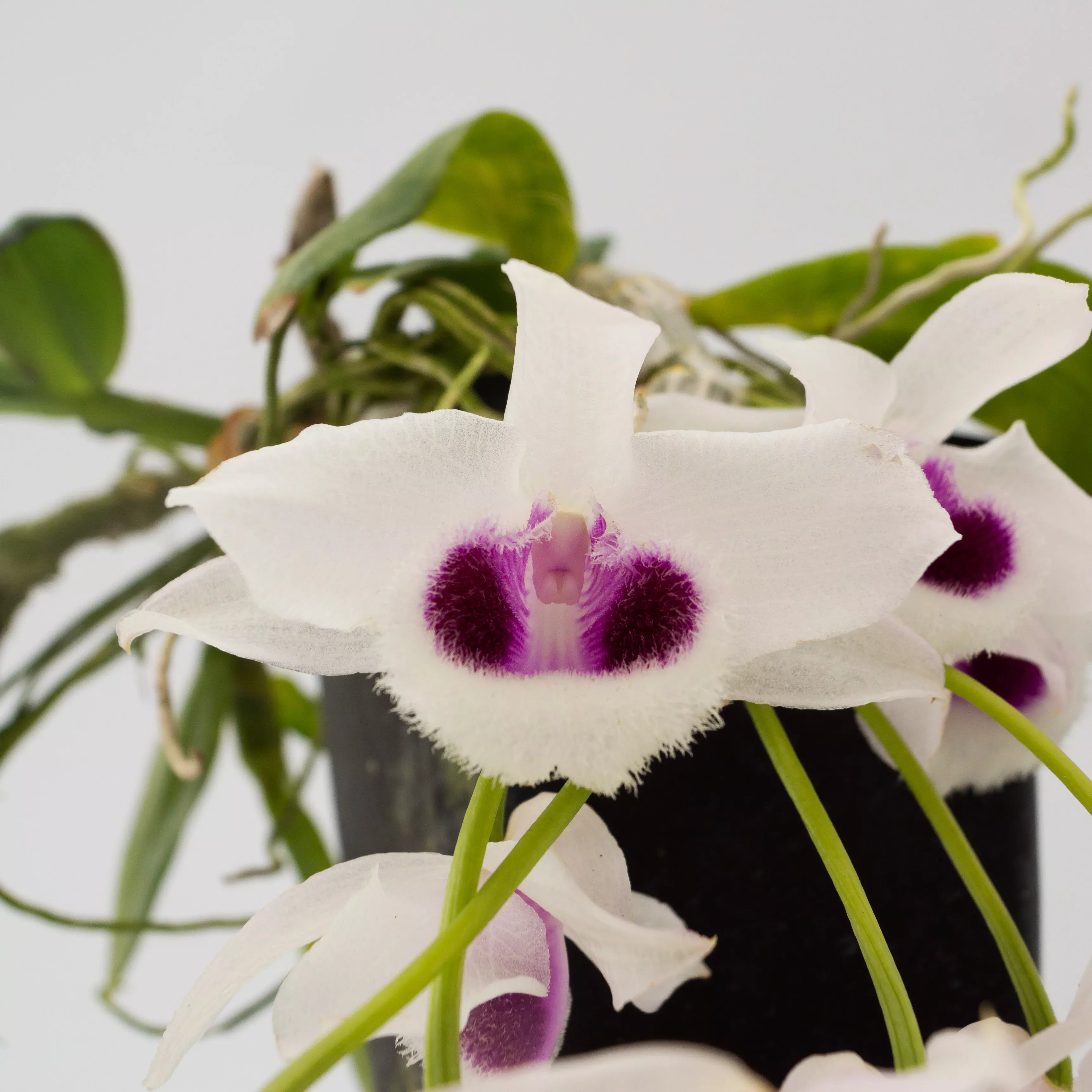 Kalapana Honohono - Fragrant!
