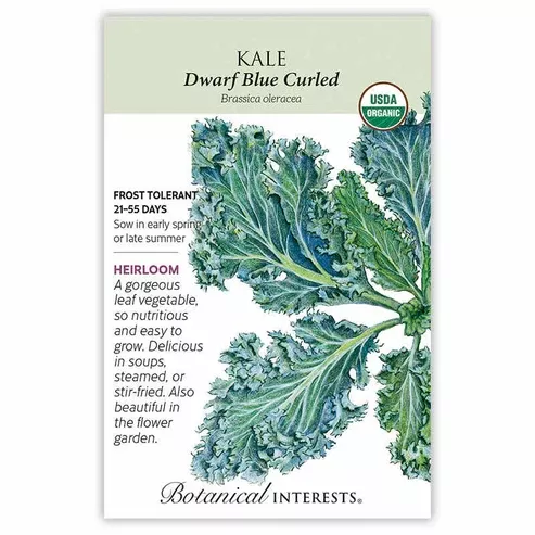 Kale 'Dwarf Blue'