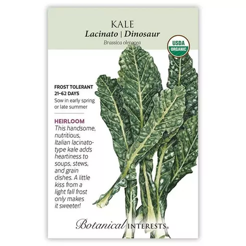 Kale 'Lacicato Dinosaur'
