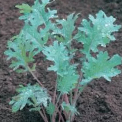 Kale, Red Russian, Seeds