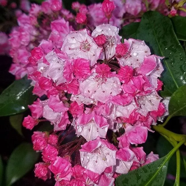 Kalmia latifolia 'Carol'- Carol Mountain Laurel