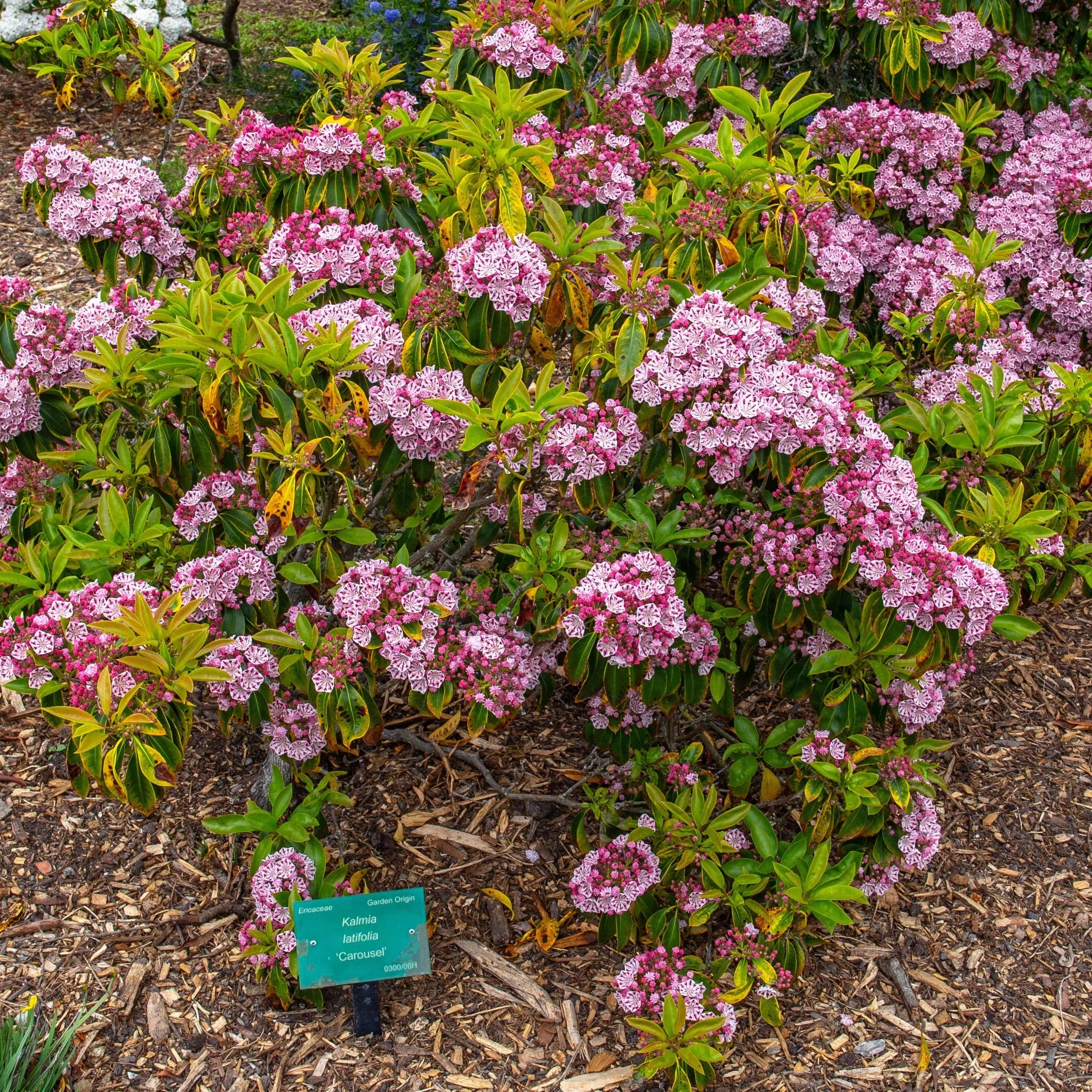 Kalmia latifolia 'Carousel'- Carousel Mountain Laurel