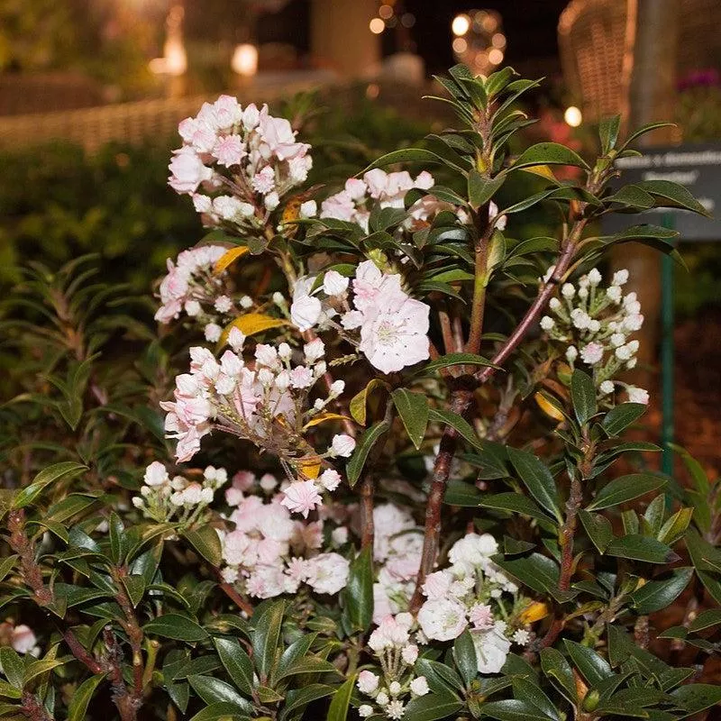 Kalmia latifolia 'Elf'- Elf Mountain Laurel