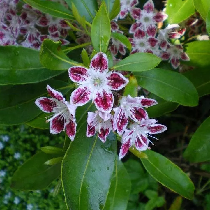 Kalmia latifolia 'Galaxy'- Galaxy Mountain Laurel