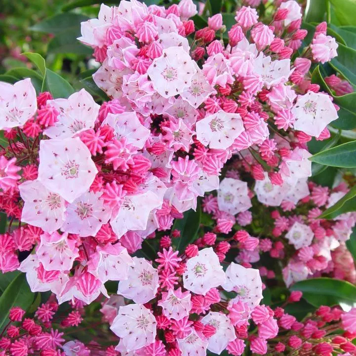 Kalmia latifolia 'Nathan Hale'- Nathan Hale Mountain Laurel