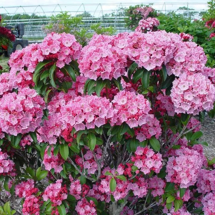 Kalmia latifolia 'Pink Globe'- Pink Globe Mountain Laurel