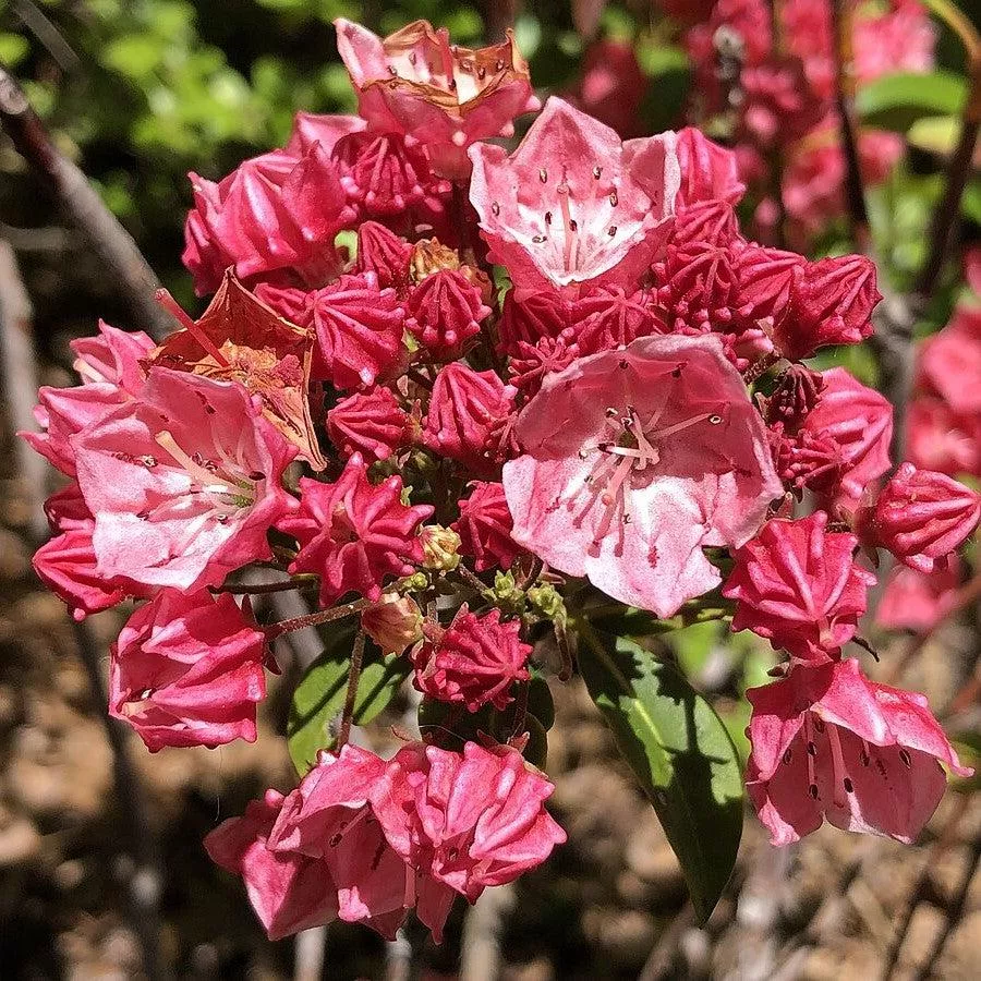 Kalmia latifolia 'Raspberry Glow'- Raspberry Glow Mountain Laurel