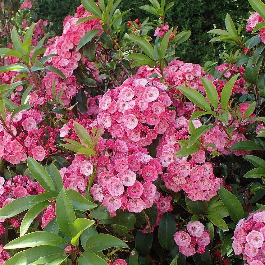 Kalmia latifolia 'Sarah'- Sarah Mountain Laurel