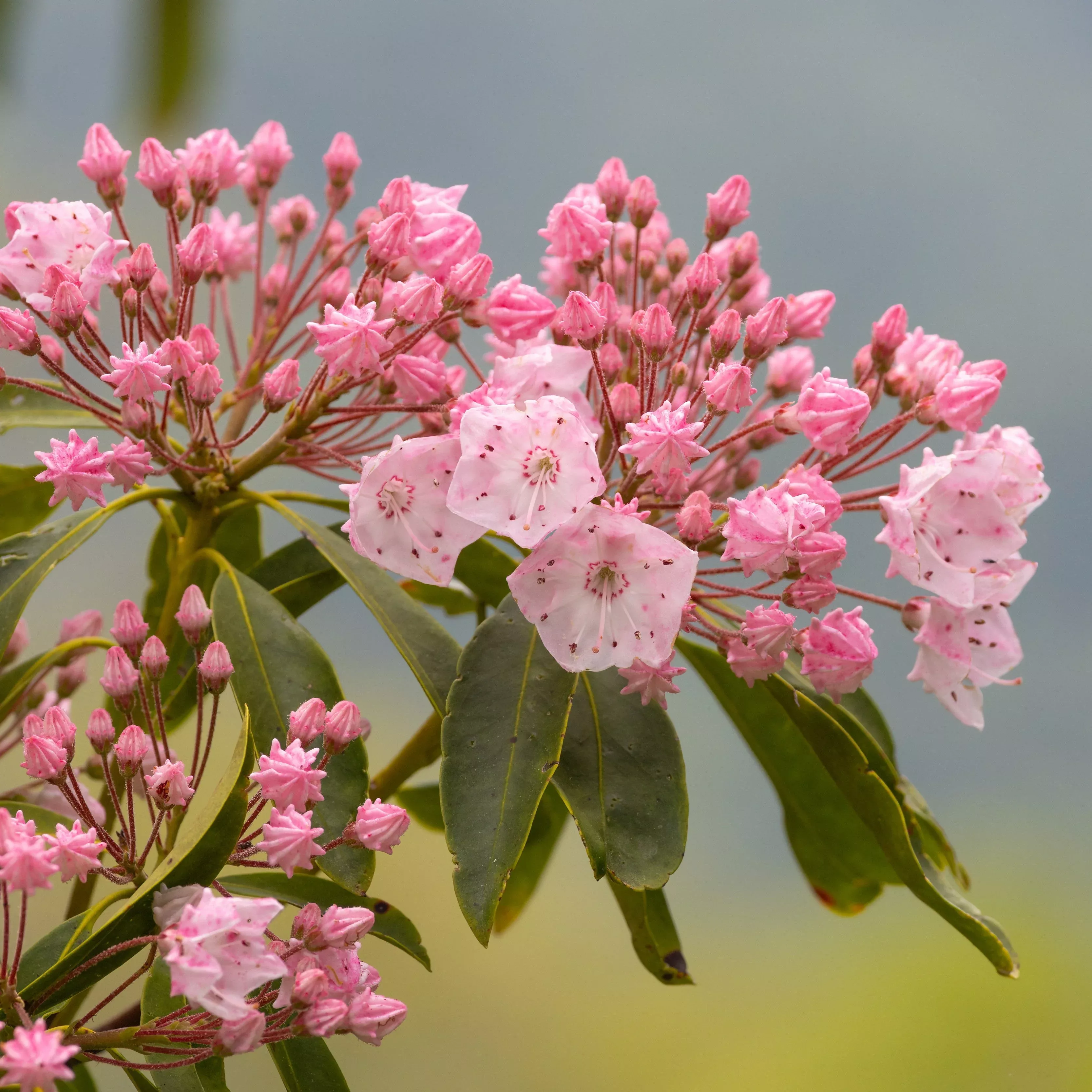 Kalmia latifolia 'Tinkerbell'- Tinkerbell Mountain Laurel