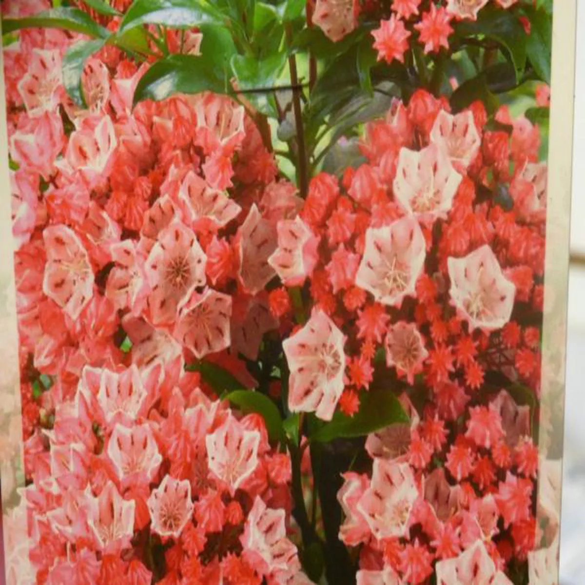 Kalmia latifolia You CanMountain Laurel