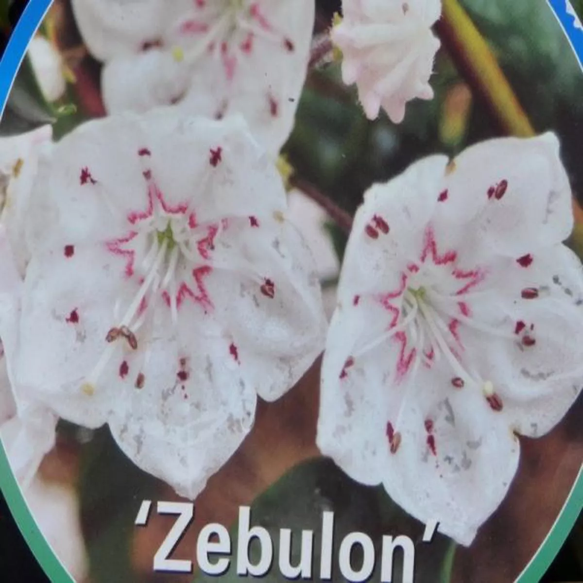 Kalmia latifolia ZebulonMountain Laurel