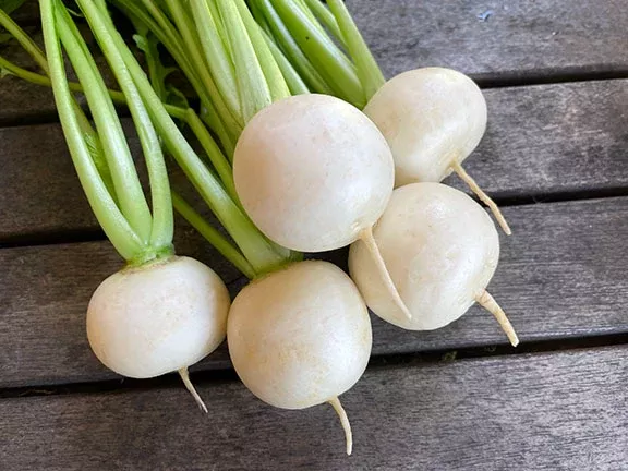 Kanamachi Turnip Seeds