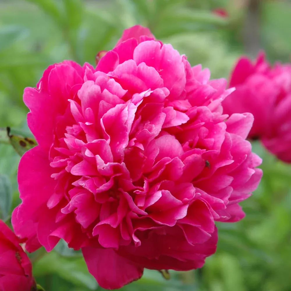 Kansas Peony