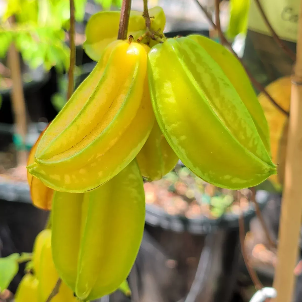 Kari Starfruit
