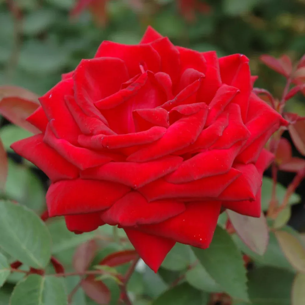 Kashmir Rose