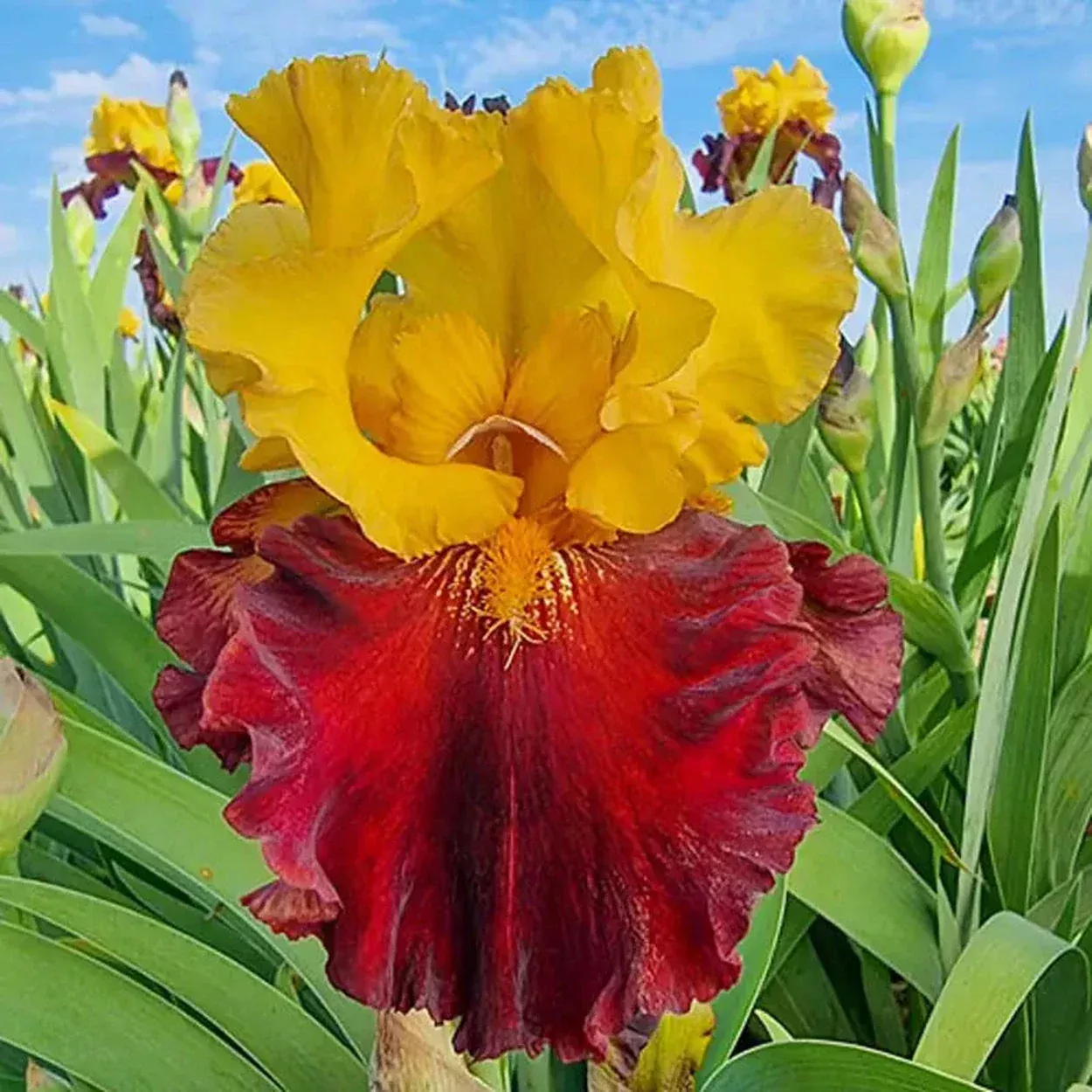 Kathy Chilton Bearded Iris