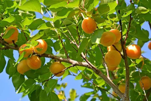 Katy Apricot