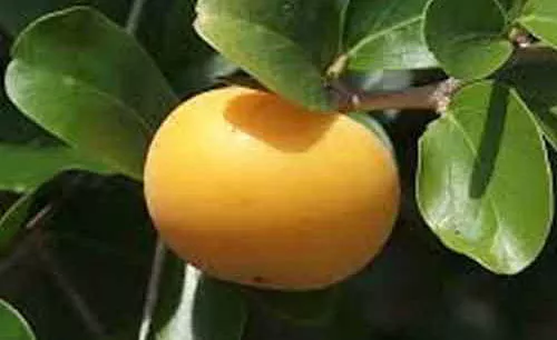 Kei Apple