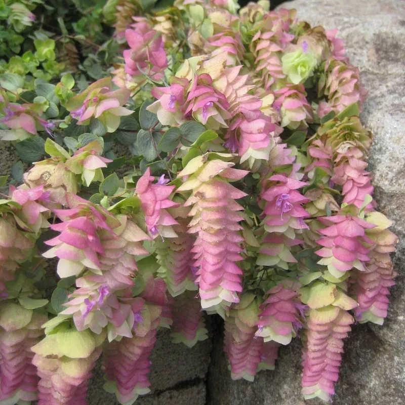 Kent Beauty Oregano Plant Plug (Origanum rotundifolium 'Kent Beauty') – Cascading Pink Bracts and Fragrance for Pots.