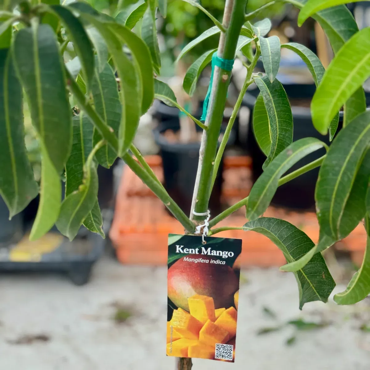 Kent Mango