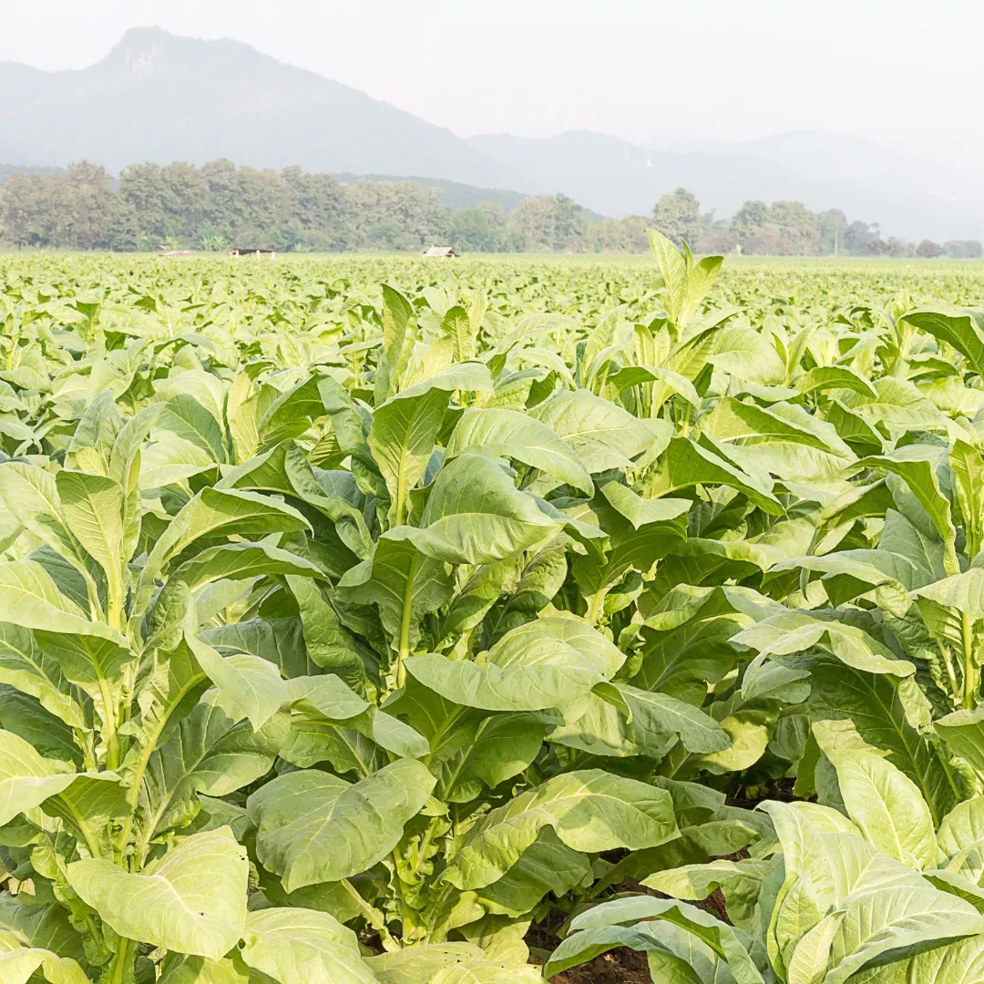Kentucky Burley Tobacco Seeds (Nicotiana tabacum) – 50+ Seeds for Tobacco Gardens, Traditional Leaf Production, and Homegrown Blending