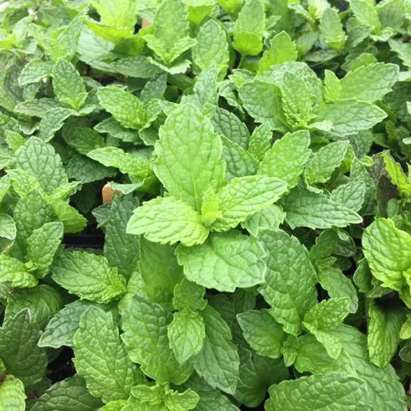 Kentucky Colonel Mint Plant Plug (Mentha spicata var. 'Kentucky Colonel') – Essential for Cocktails & Fresh Mint Flavor