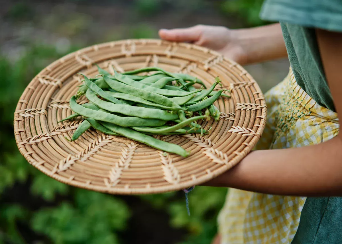 Kentucky Wonder - Organic Pole Bean Seeds