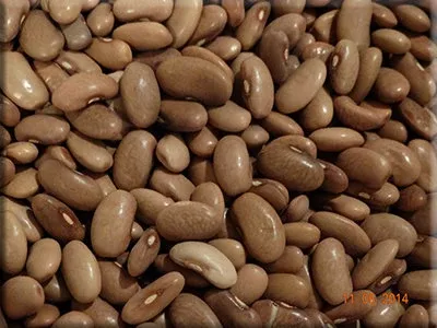 Kentucky Wonder Pole - Bean (1850's)