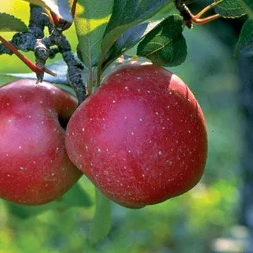 Kerr Crabapple Tree