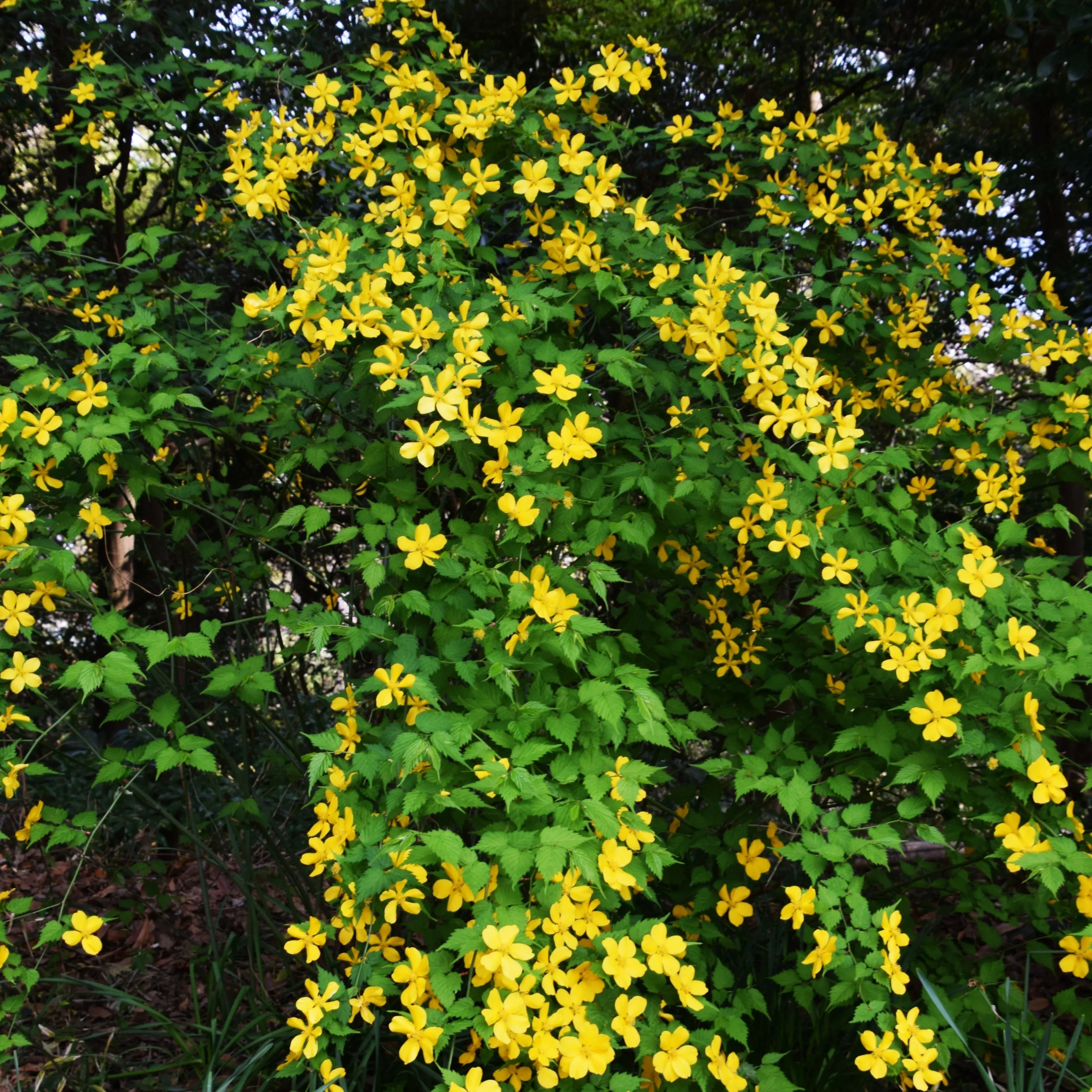 Kerria japonica 'Golden Guinea'- Golden Guinea Japanese Kerria