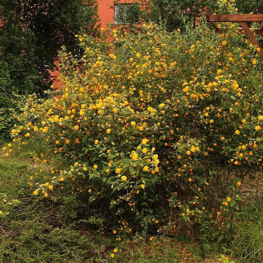 Kerria japonica 'Pleniflora'- Double Japanese Kerria