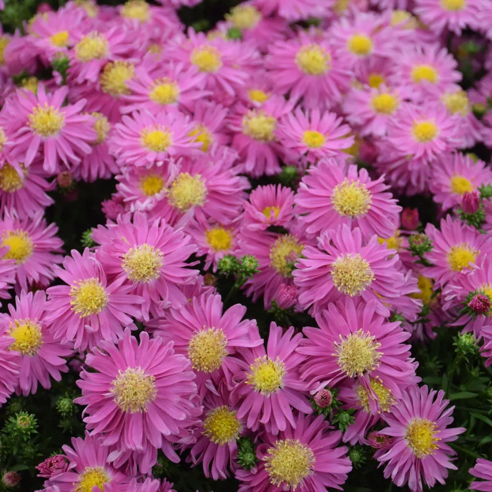 Kickin Carmine Red Aster