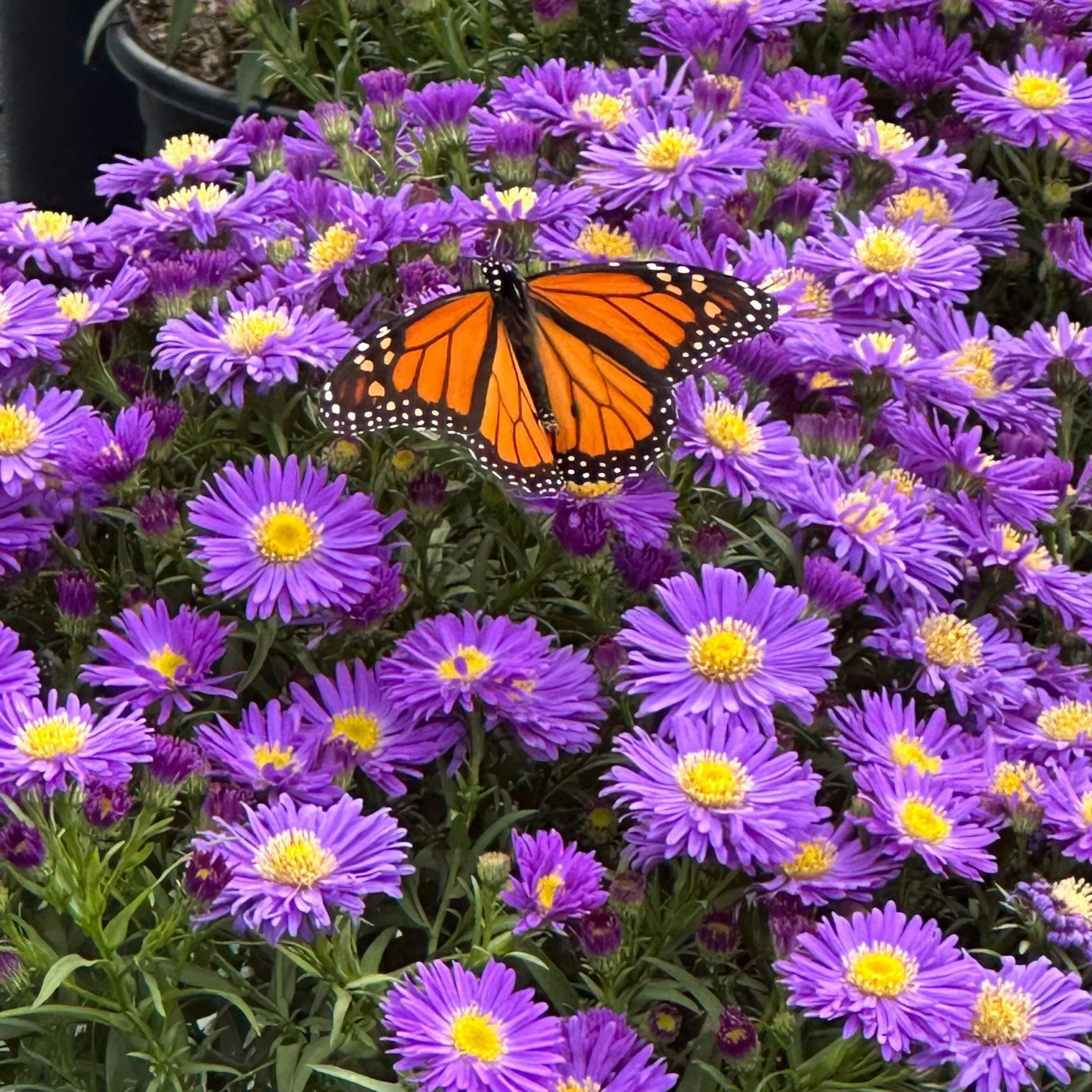 Kickin Purple Aster
