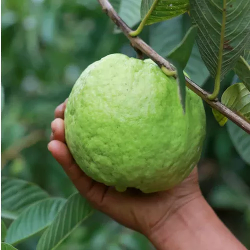 Kilo white guava tree