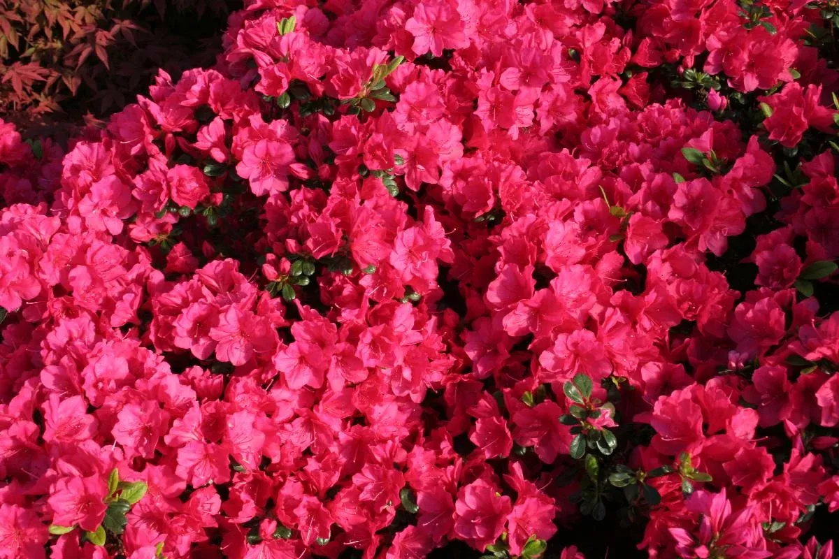 Kimono™ Canzonetta Azalea