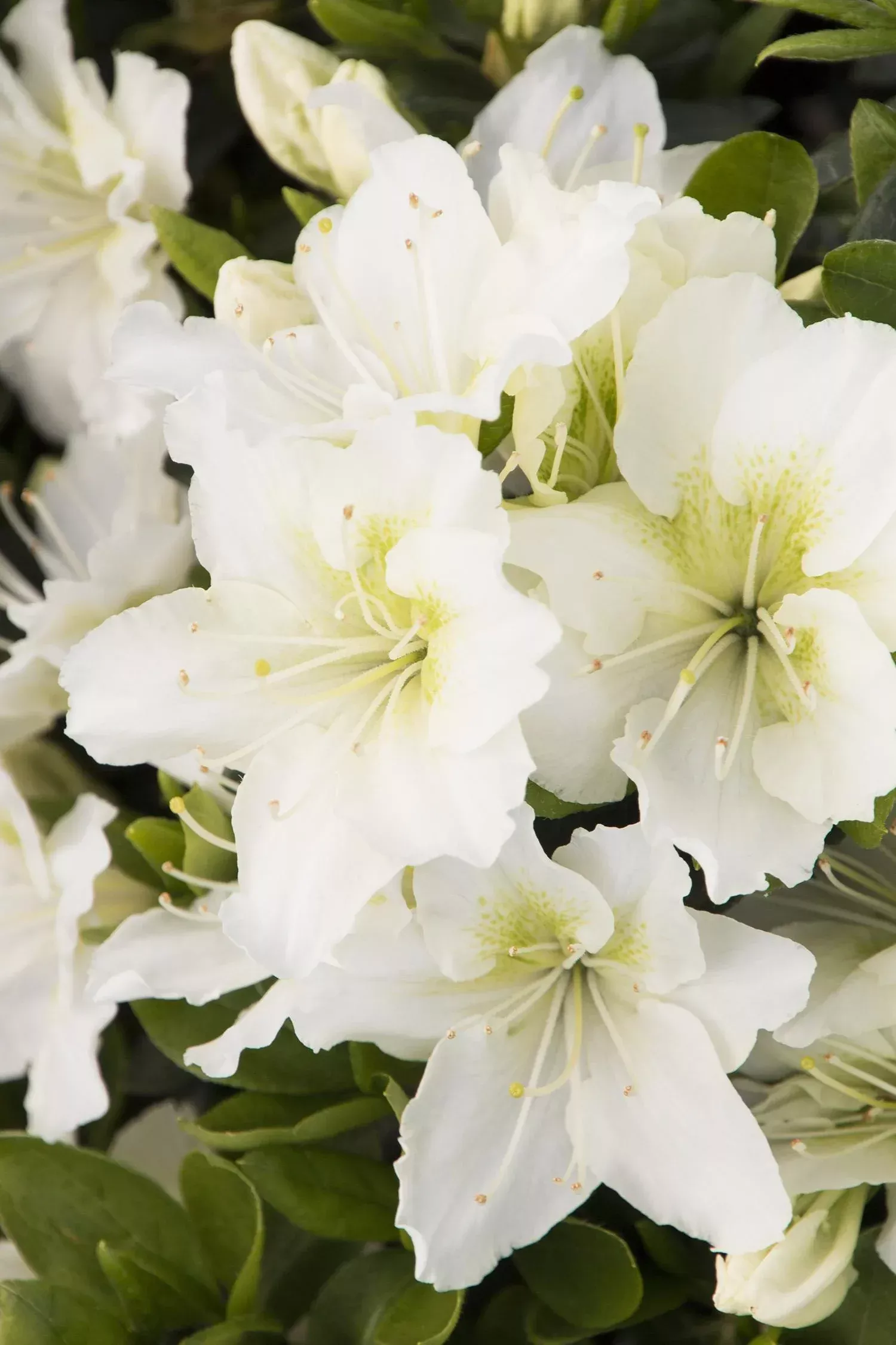 Kimono™ May Snow Azalea