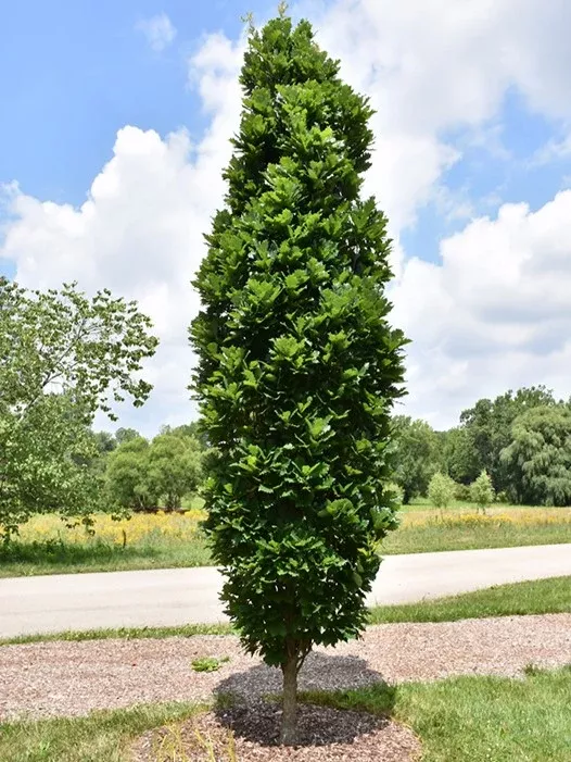 Kindred Spirit Oak