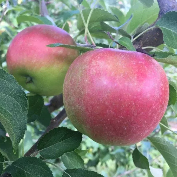 King David Apple