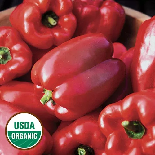 King of the North Bell Pepper - 4" pot