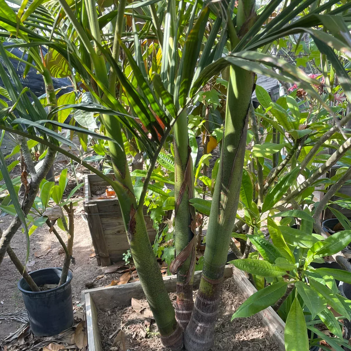 King Palm